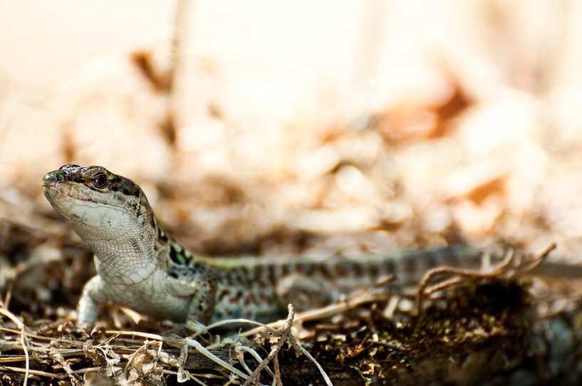 Salamander von Mees Tempelaar