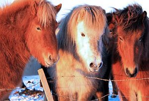 Chevaux islandais sur Gert-Jan Siesling