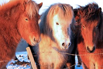 Icelandic horses by Gert-Jan Siesling