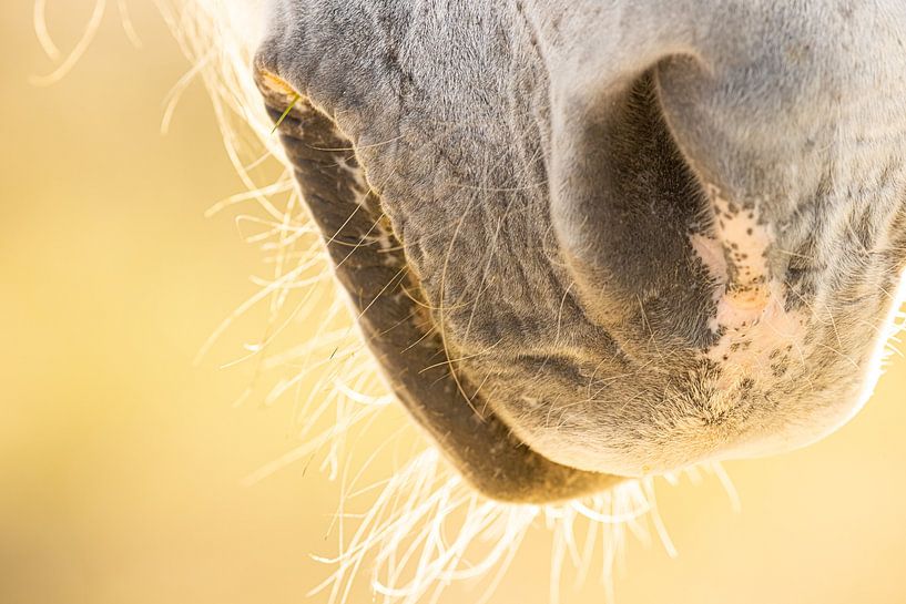 Museau de cheval de Camargue (couleur).  Détail d'un cheval. par Kris Hermans