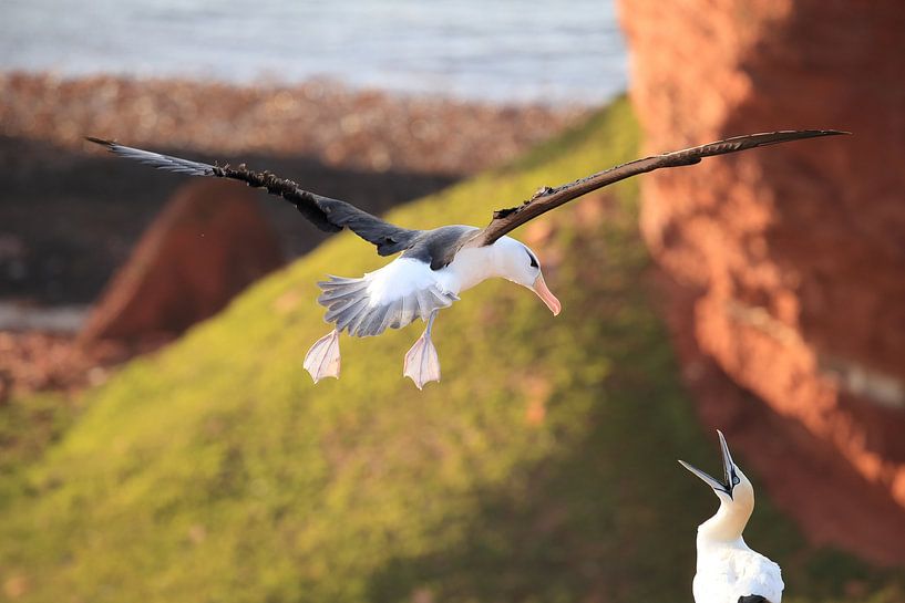 Black-browed Albatross ( Thalassarche melanophris ) or Mollymawk on Helgoland Island Germany by Frank Fichtmüller