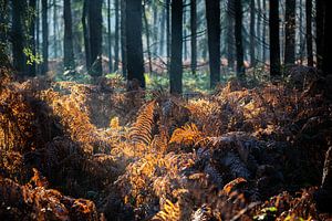 Varens in herfstbos