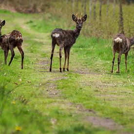 Erik Van der Zwan Profilfoto