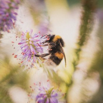 Bumblebee looking for nectar