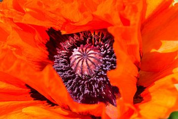 Rode klaproos, Papaver orientale  by 7Horses Photography