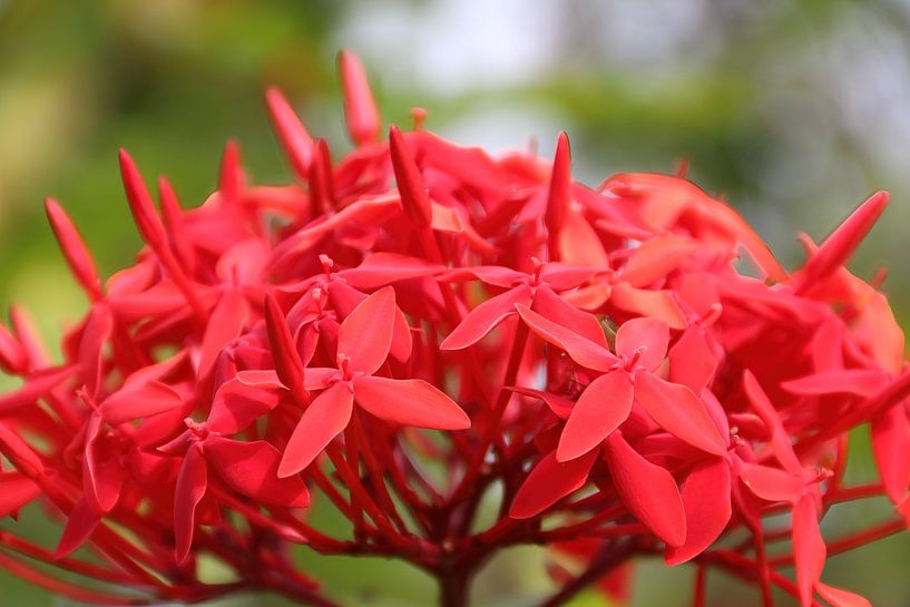Die Blume der roten Ixora von whmpictures .com