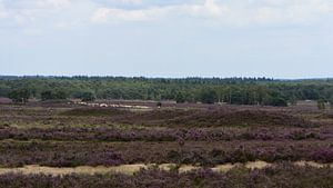 Blick über die Heide