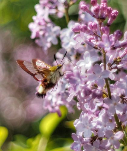 Schöner Glasflügelpfeilschwanz an einem Fliederbaum