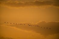 Kraanvogels van Stijn Smits thumbnail