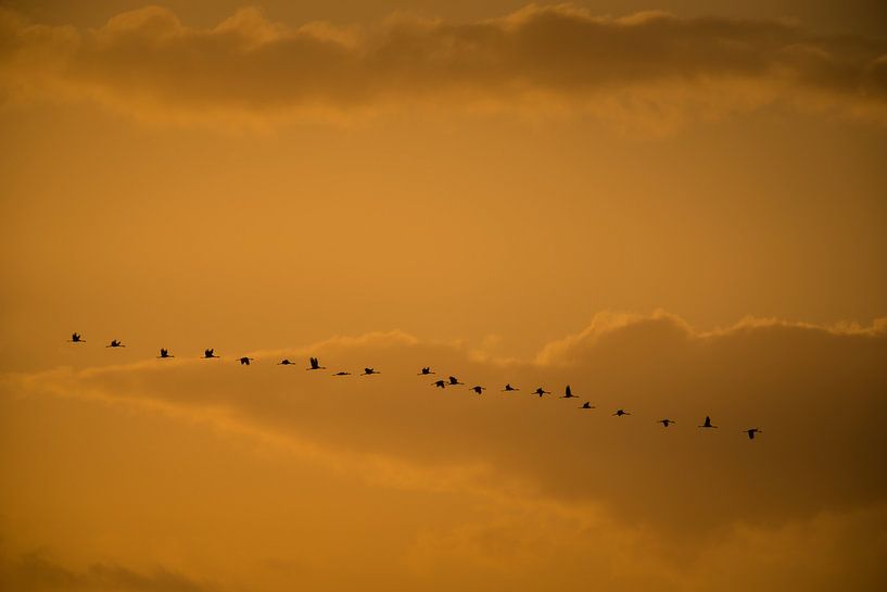 Kraanvogels van Stijn Smits