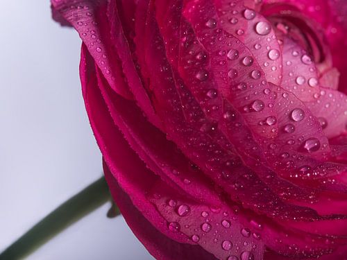 Een stukje fuchsia bloem met druppeltjes