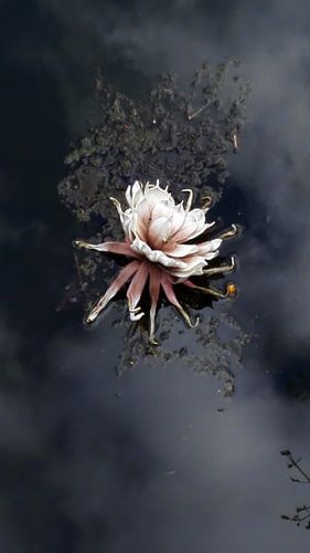 bloem