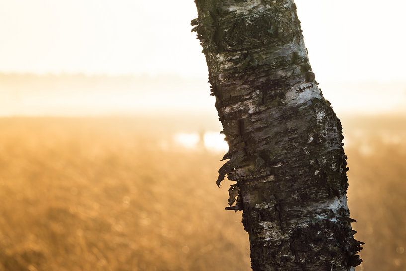 Strabrechtse Heide 197 by Deshamer