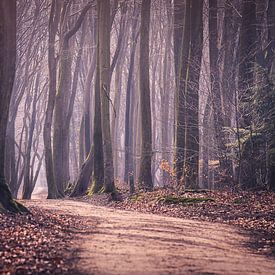 Speulderbos by Gerrit Anema