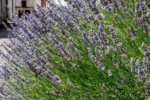 Lavendel à la France