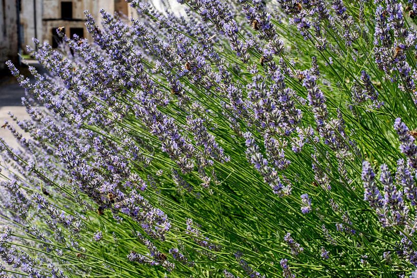Lavendel à la France van Blond Beeld