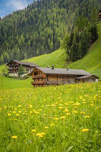 Sommerwiese und Bergbauernhöfe im Arntal, Villgratental