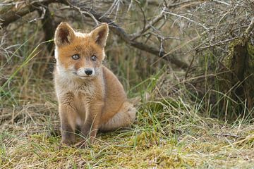Red fox cub sur Menno Schaefer