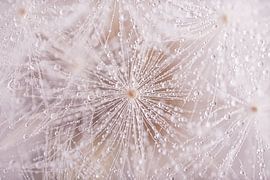 Een pluisje van een paardenbloem van Marjolijn van den Berg