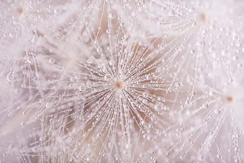 Patronen in de natuur: Een pluisje van een paardenbloem
