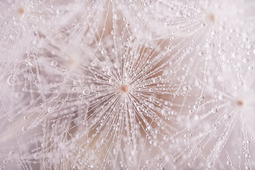 A fluff of a dandelion by Marjolijn van den Berg