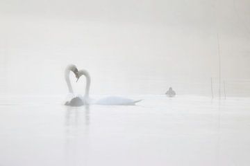 Swans love by natascha verbij