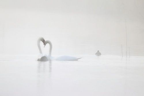 Zwanen liefde