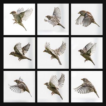 Sparrows in flight