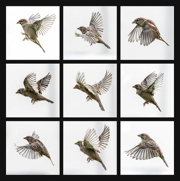 Sparrows in flight by Rob IJsselstein