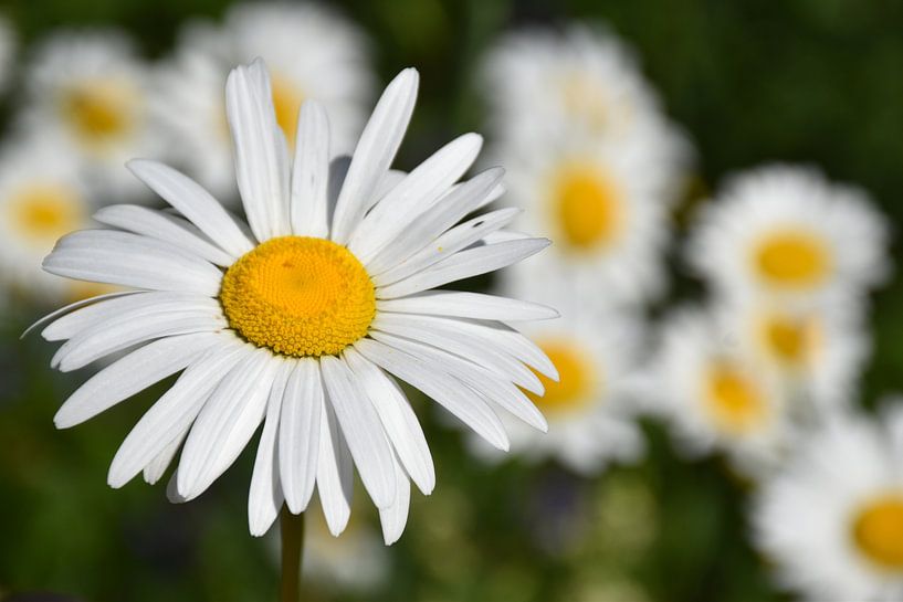 Eine Fläche mit blühenden Gänseblümchen von Claude Laprise