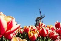 typical Dutch .... bulb fields with mill