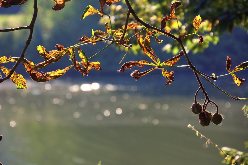 Feuilles de châtaignier et châtaignes par Edgar Schermaul