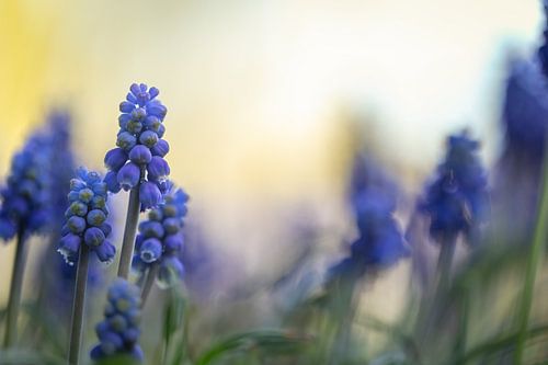 Blauwe druifjes met zonsondergang
