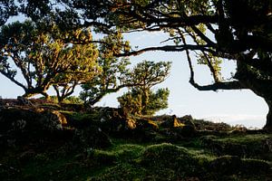 Forêt de Fanal