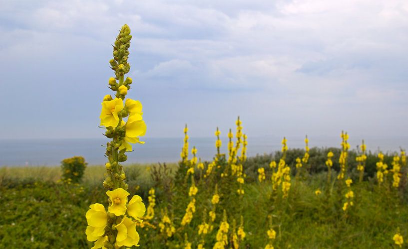 Bloemen in de duinen von Jan Kranendonk