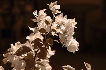Witte bloem in sepia van Rena Miller