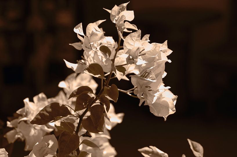 White Flower in Sepia von Rena Miller