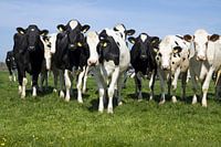 Hollandse koeien in de weidde