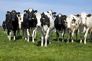 Hollandse koeien in de weidde