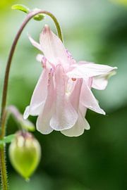 Wit Roze Bloem van Sylka Mannaert