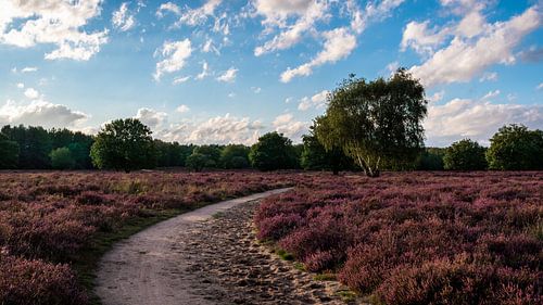 Tiefstehender Sonnenschein und blauer Himmel über lila Heidekraut