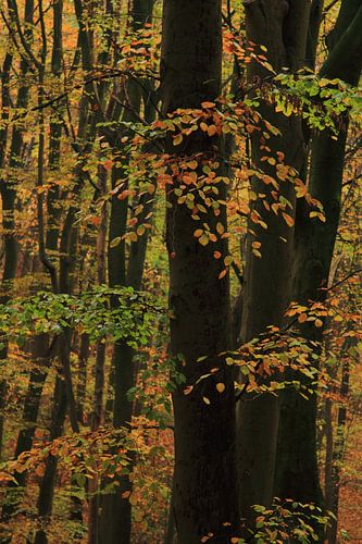 Herfstbos na een regenbui