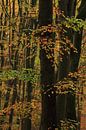 Herbstwald nach regen von Jacqueline Gerhardt Miniaturansicht