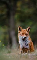 Fuchs im Wald