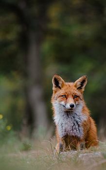 Fuchs im Wald