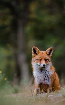 Vos in het bos