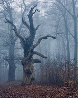 Die riesige alte Eiche im Wald in der Nähe von Schloss Hillenraad, in Nebel gehüllt