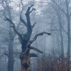Die riesige alte Eiche im Wald in der Nähe von Schloss Hillenraad, in Nebel gehüllt von Epic Photography