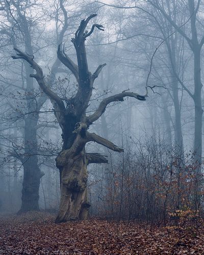 De enorme oude Eik in het woud bij Kasteel Hillenraad, in mist gehuld