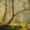 Forest scene with golden morning light by Peter Bolman